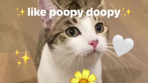 unusual cat meme compilation 15 😎🤣🤭😹😸👍🏻 #memes #cats #viral #catlife #catlover