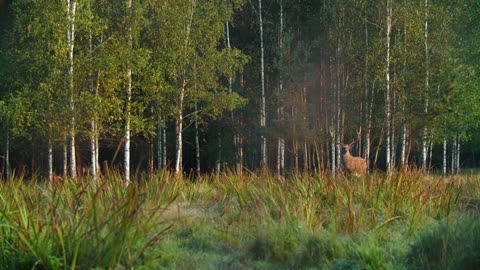 Sika deer stands in the woodland