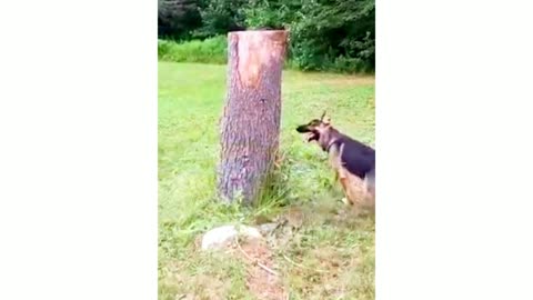 How the wood cat is fooling the dog!