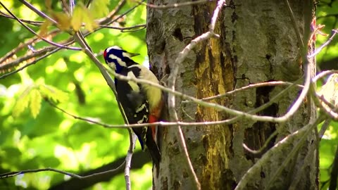 THE POWERFUL BEAK OF A WOODPEAKER