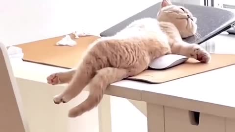 relaxing cat
