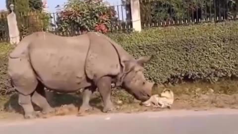 Wake up 🌞 it's a Rhino knocking!!#nature#pet#dog#puppy