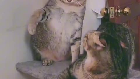Cute cats video compilation 125
