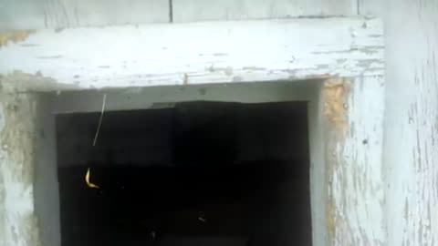 Creepy Abandoned Chicken Coop
