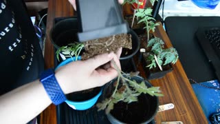 Up potting Tomatoes! Gardening Vegetable Plants