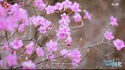 China's most beautiful flower mountain Yesanpo, Hebei Province