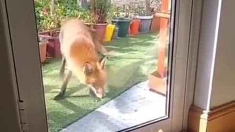 Cat attacking Fox 🦊🦊🦊🦊🦊🦊🦊🦊