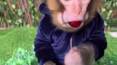 Baby Monkey Eating Cherries