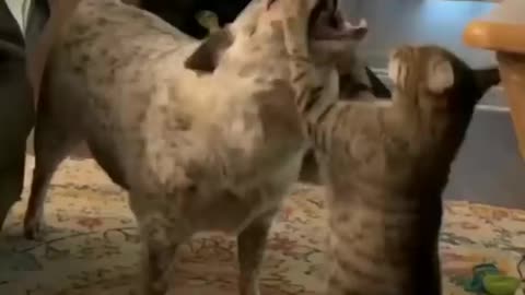 FUNNY CATS, DOGS and other CUTE ANIMALS • Funniest Animal Videos 2023
