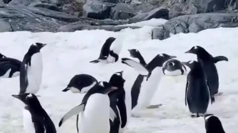 So cute Penguins dancing