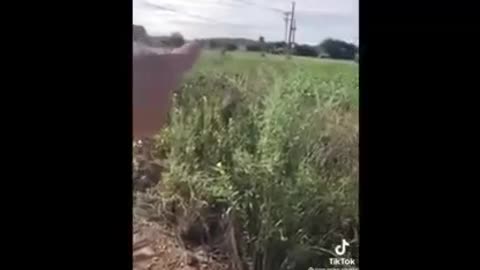 Farmers Paid To Destroy Crops!