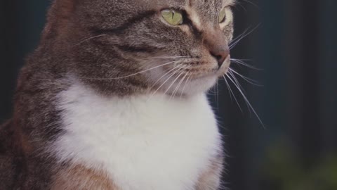 A close-up of a cat yawning