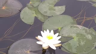 Water Lilies