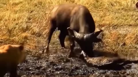 Aghast! The Brutal Moment When the Fierce Lion Couldn't Avoid The Giant Lizard Bites|