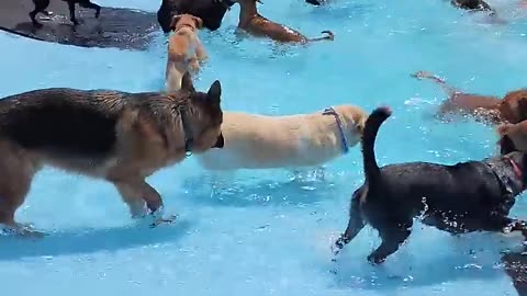 Pool day for the Pups