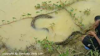 Terrifying! Two Brothers Catch Big Snake on The Road While Going Fishing