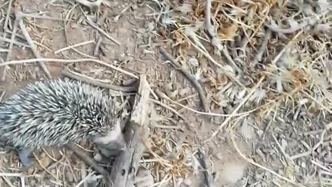 Baby hedgehog is very hungry