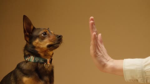 shaking hands with dog