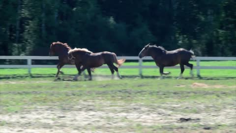 Horses at horse farm. Horses in paddock at horse ranch