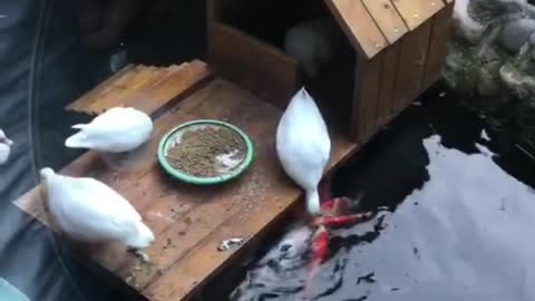 Animal collection, duck, duck feeding fish, how deep is this feeling?