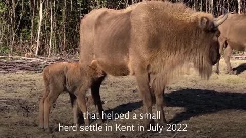 First wild bison born in the UK for 6,000 years after small herd brought to Kent
