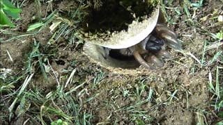 Trapdoor Spider Bashes Up Slaters