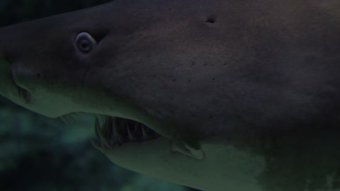 shark in deep ocean