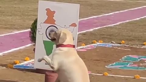 INDIAN ARMY DOG 🐕🇨🇮🚩