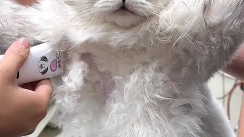 Cute cats video compilation 89