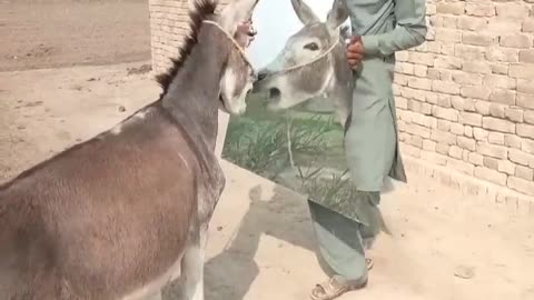 Donkey ki funny video