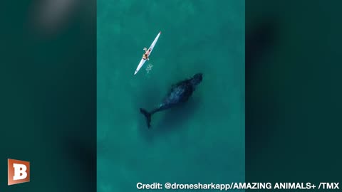 Humpback Whale Swims Alongside Kayaker