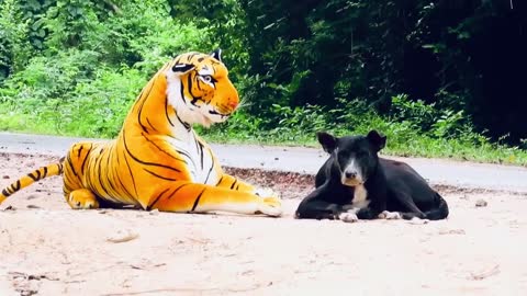 Tiger prank videos