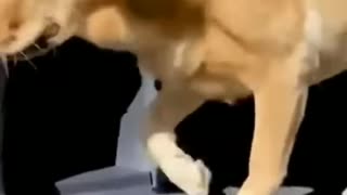 Cute Funny Animal Video