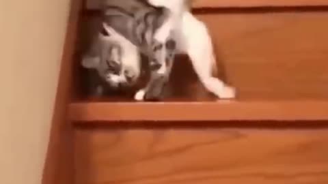 Cat after drinking whole bottle of vodka slipping down from stairs