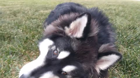 Malamute Puppy