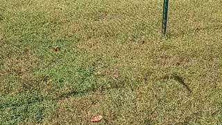 Cats Chasing a Dog with a String