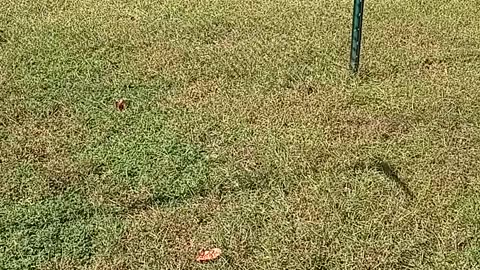 Cats Chasing a Dog with a String