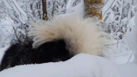 Husky playing in sno