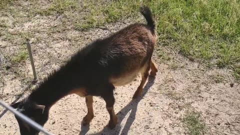 GOATS AND PEACOCKS!!!!!