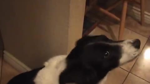 My dog, Scratch, a border collie, has learned how to say "Hello"