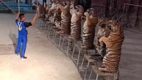 Dangerous Job Training Tigers