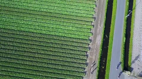 Holland Tulips by Drone