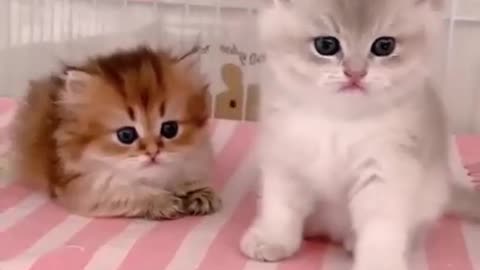 Funniest video cat😂