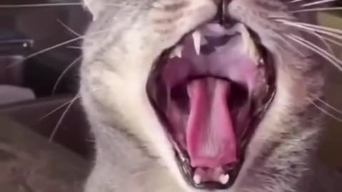 Funny tik tok cats videos clean - 2022 - 💕 #meme #shorts