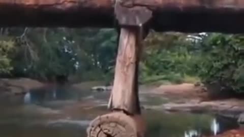 Logging Truck Crossing Wood Bridge Collapses