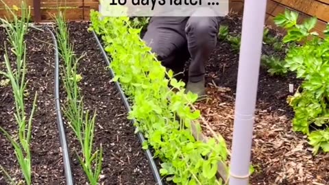 Looking for an incredibly easy and eco-friendly method to support your pea plants?