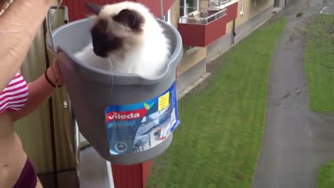 Cat Rides Bucket Elevator