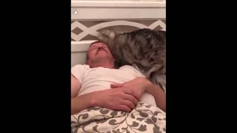 Cats Emotional Moments showing love