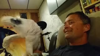 Talking cockatoo