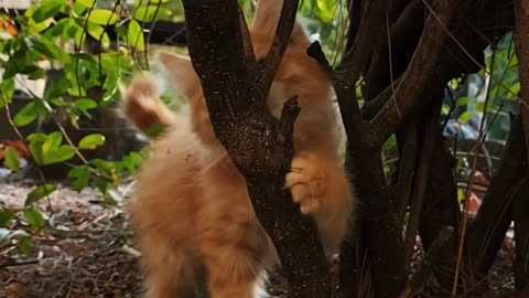 An Orange Tabby Kitten Playing among Garden Plants